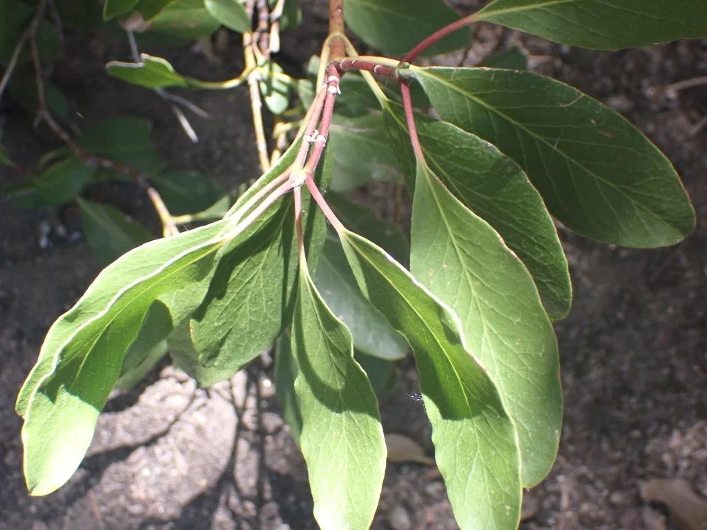 Garrya Fremontii