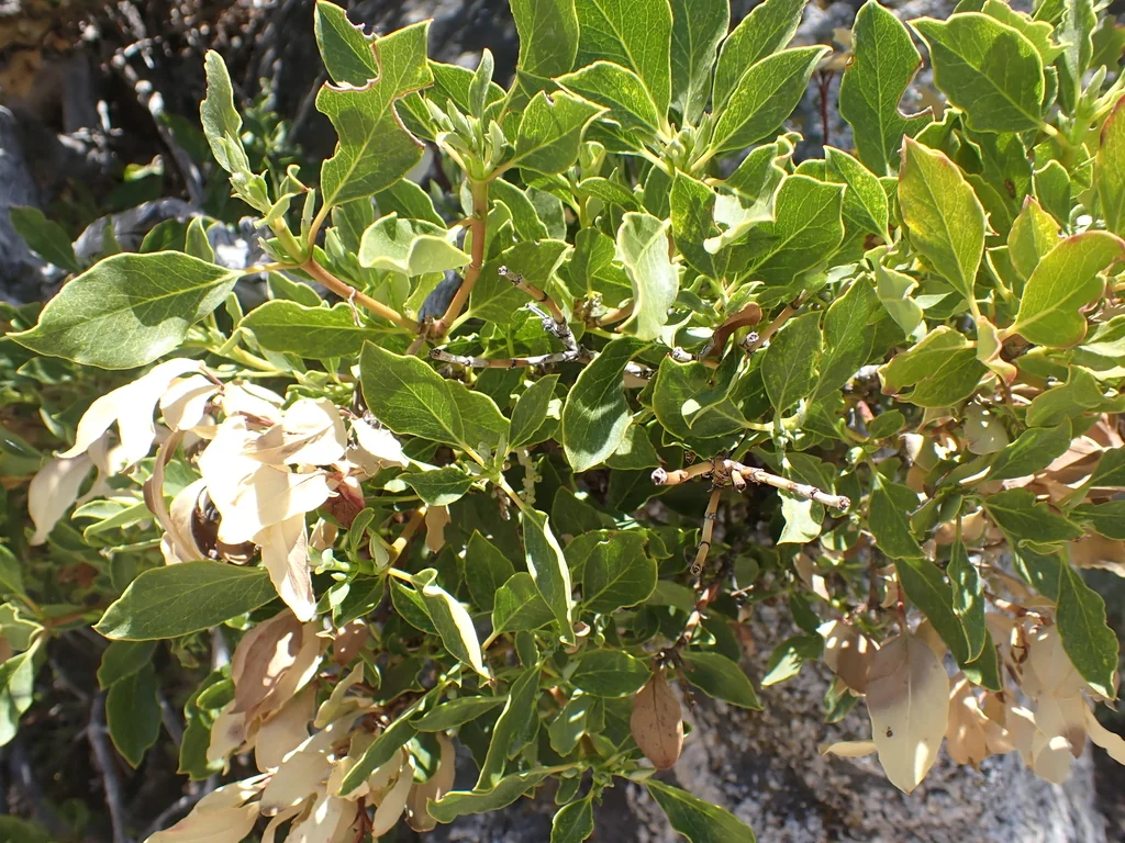 Garrya Fremontii