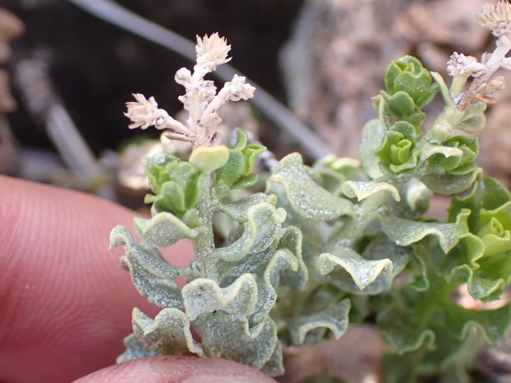 Ericameria Cuneata