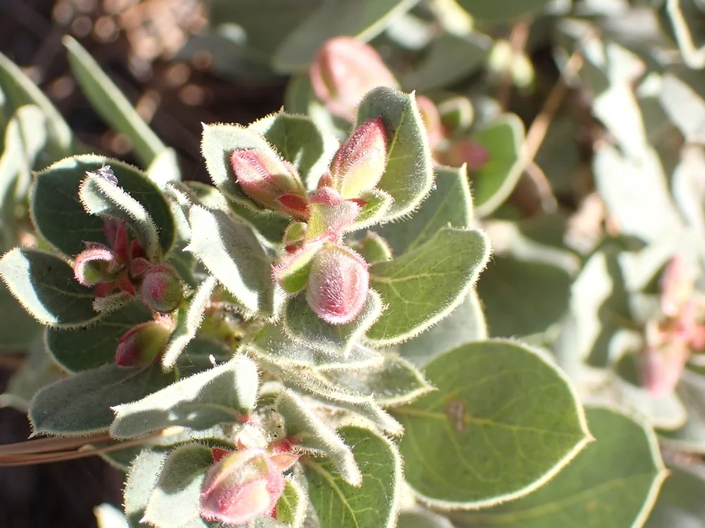 Arctostaphylos Pringlei