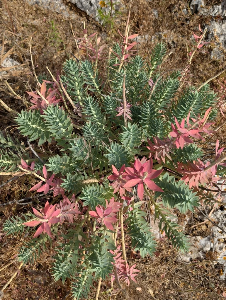 Euphorbia Rigida