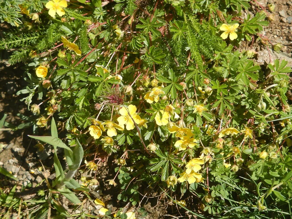 Potentilla Neumanniana