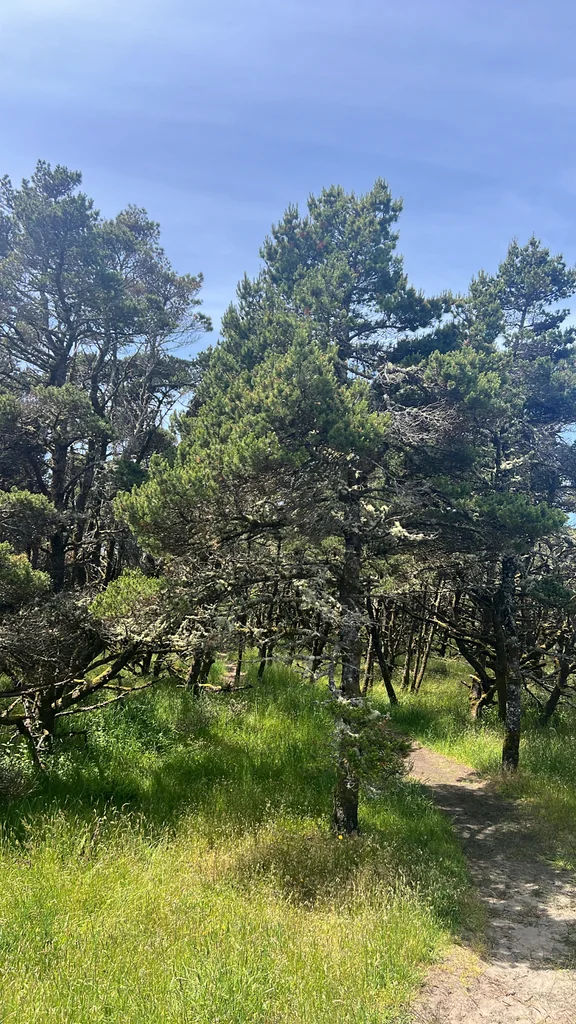 Pinus Contorta Var. Contorta