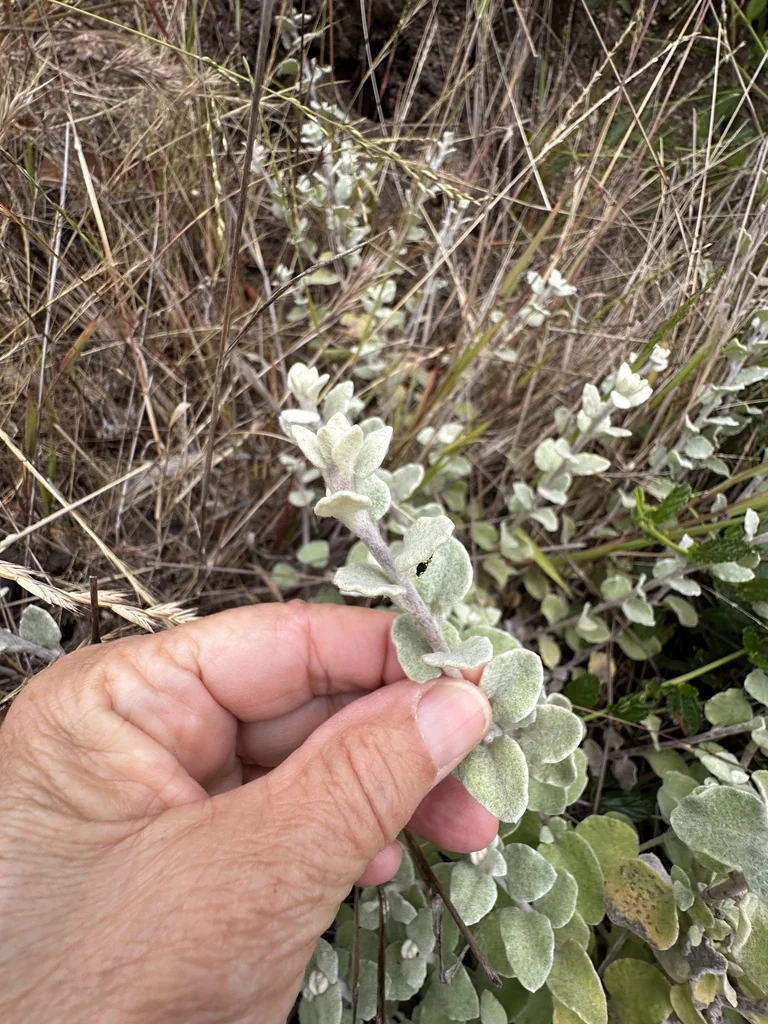 Helichrysum petiolare