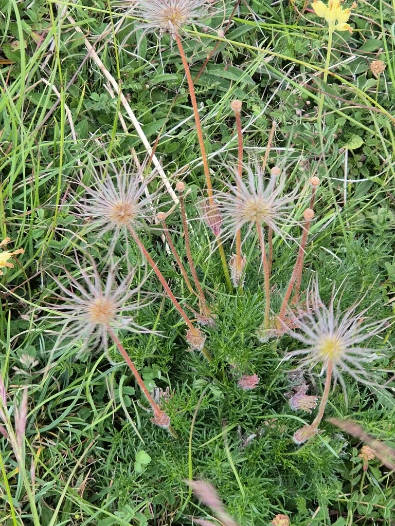 Pulsatilla Vulgaris