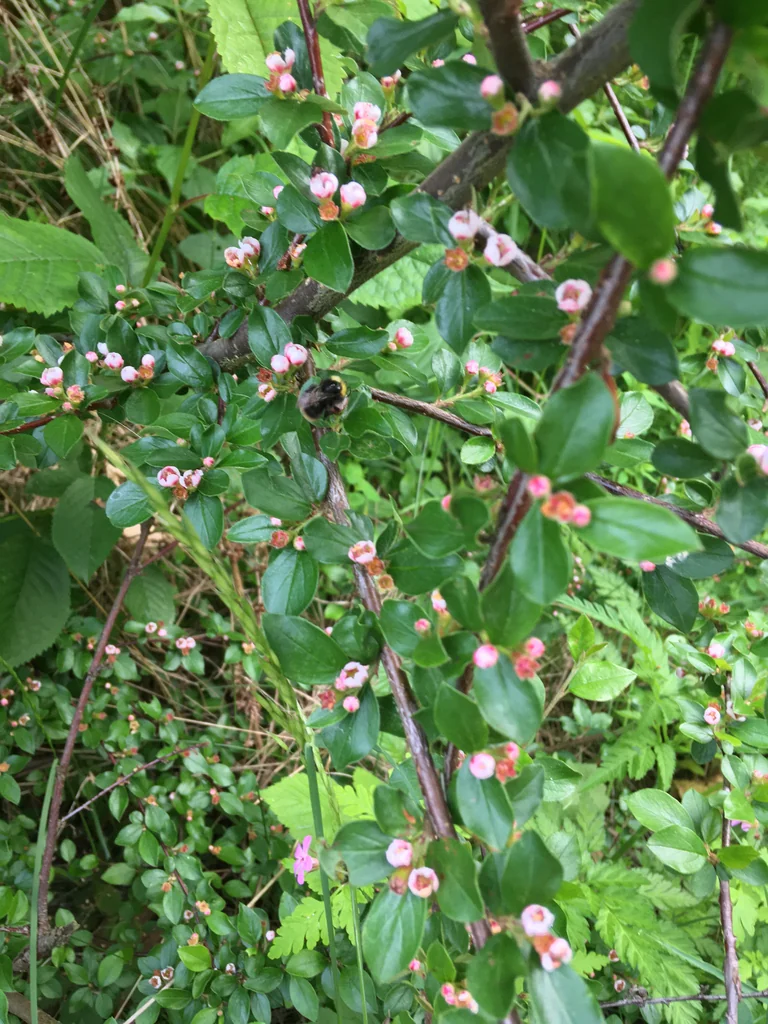 Cotoneaster Divaricatus