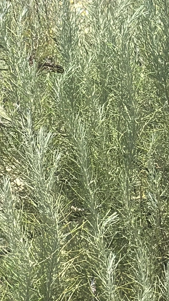 Artemisia Filifolia