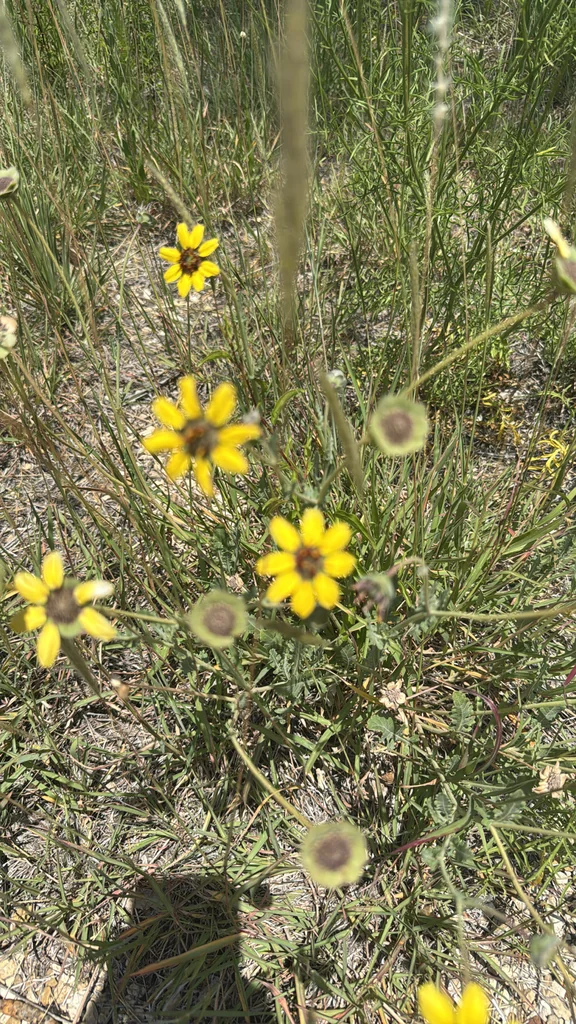 Berlandiera Lyrata