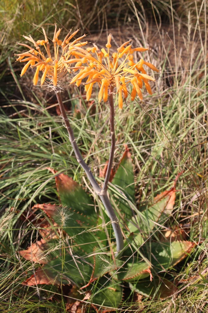 Aloe Maculata