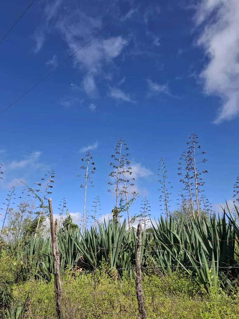 Agave Sisalana