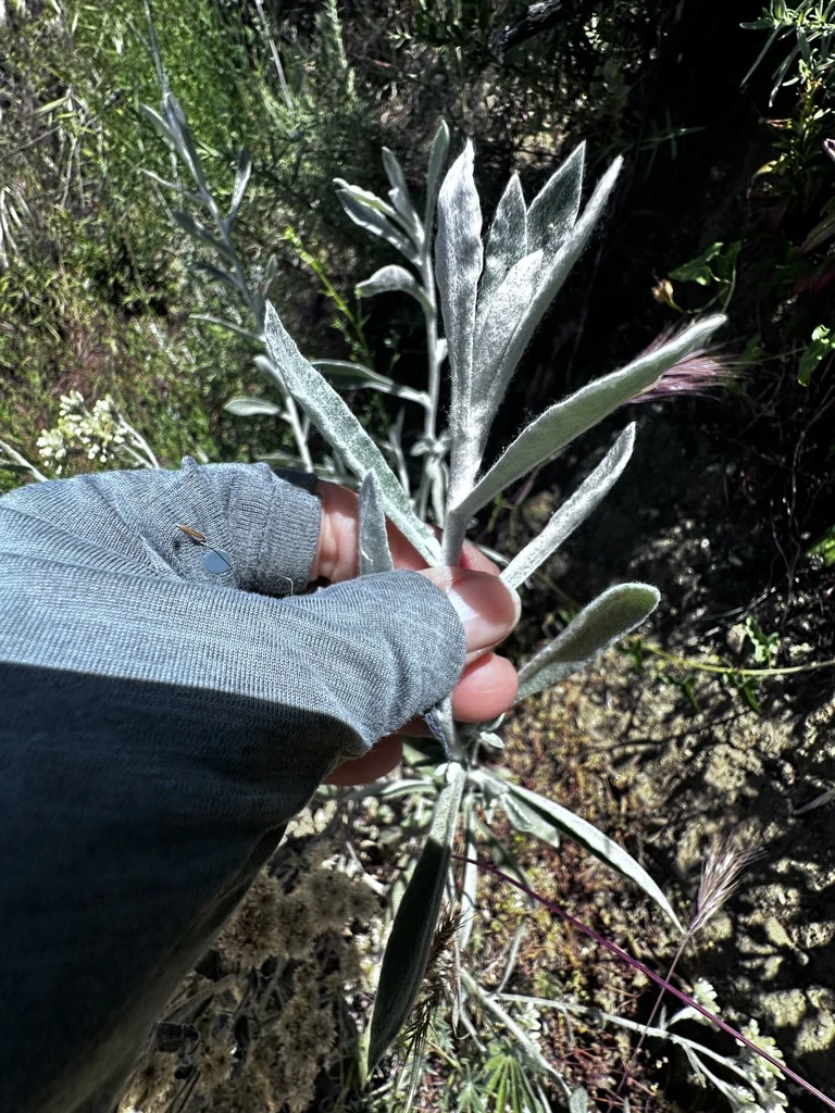 Pseudognaphalium Microcephalum