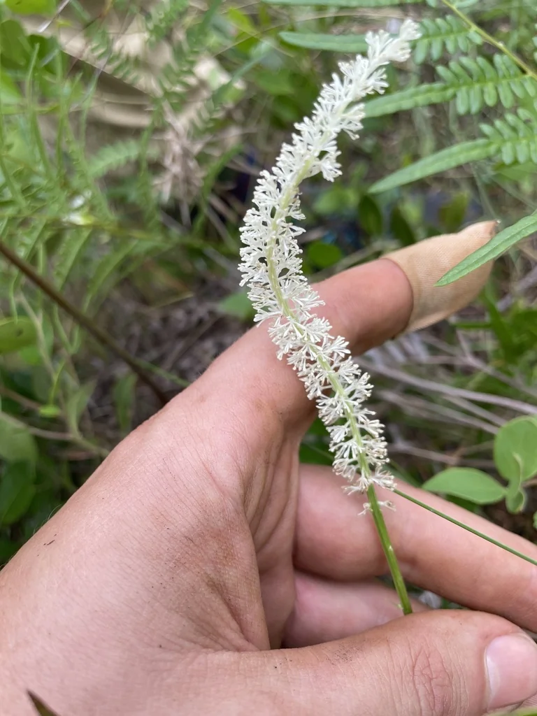 Chamaelirium Luteum