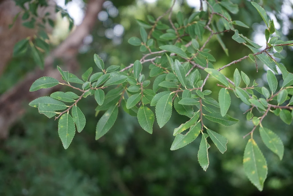 Ulmus Parvifolia