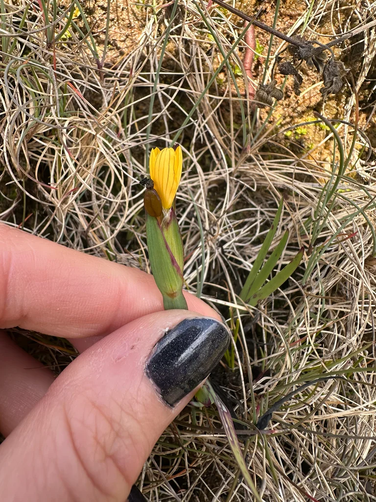 Sisyrinchium Californicum