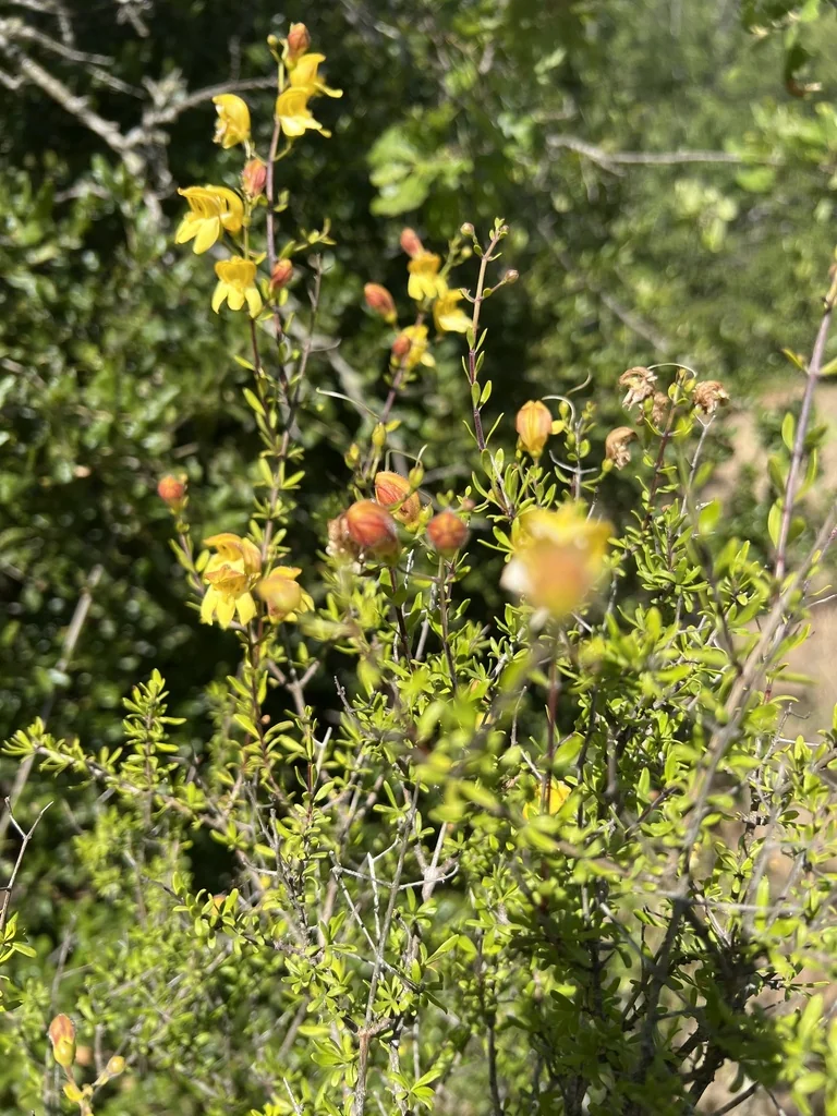 Keckiella Antirrhinoides