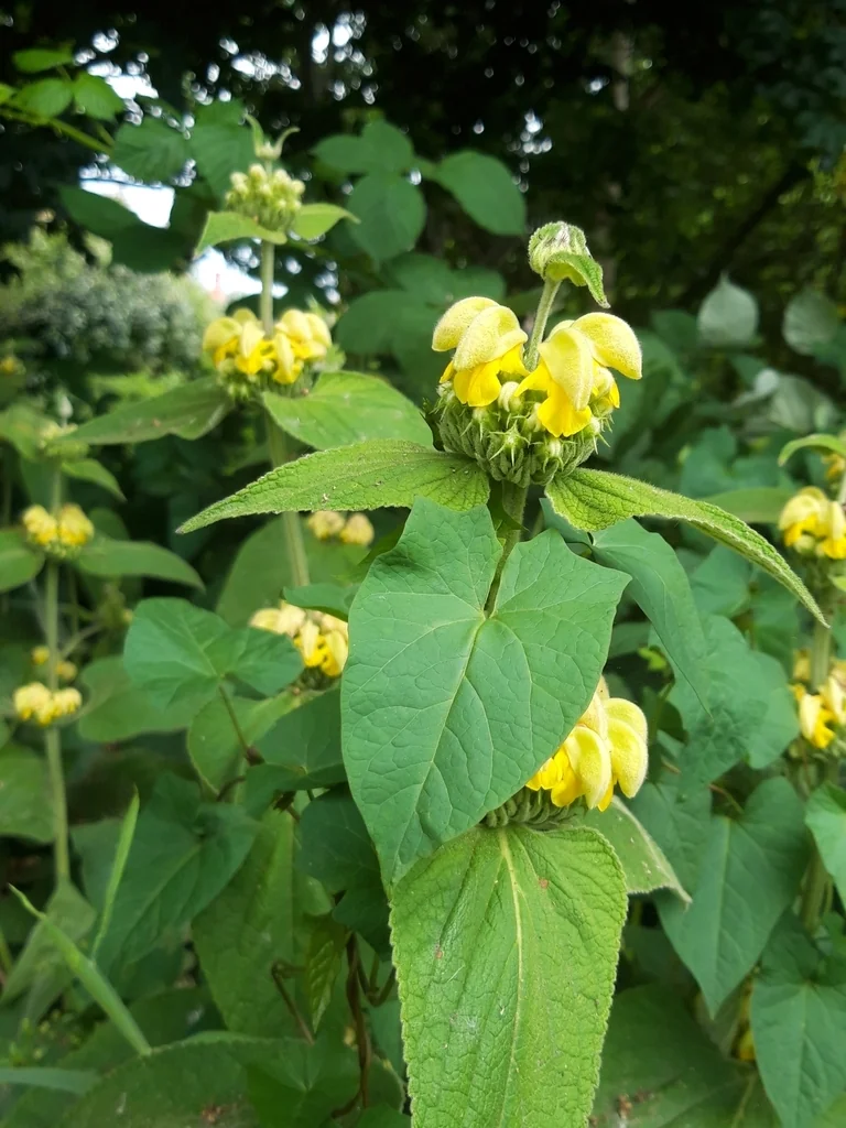 Phlomis russeliana