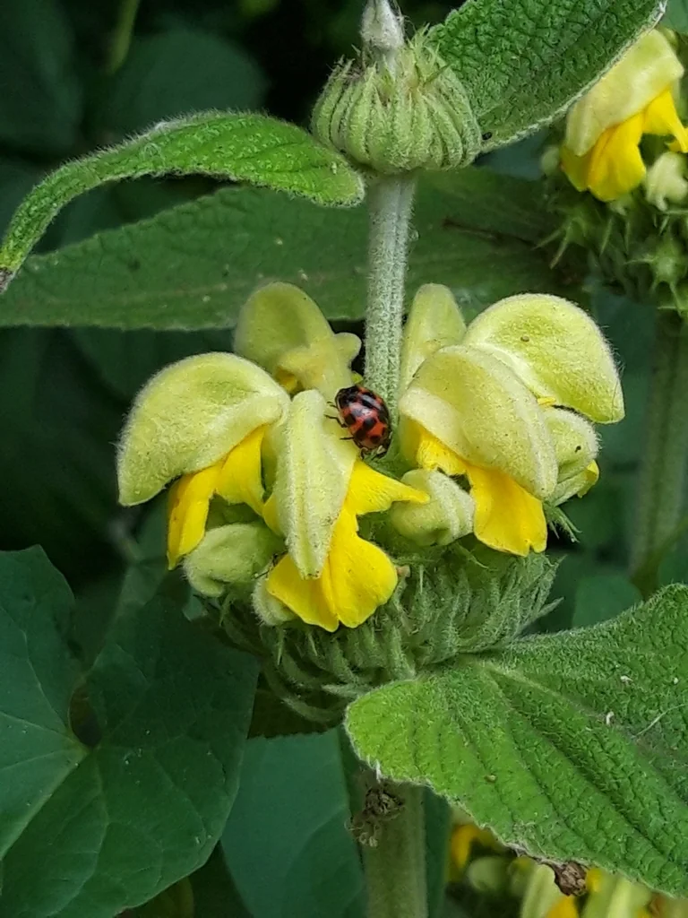 Phlomis russeliana