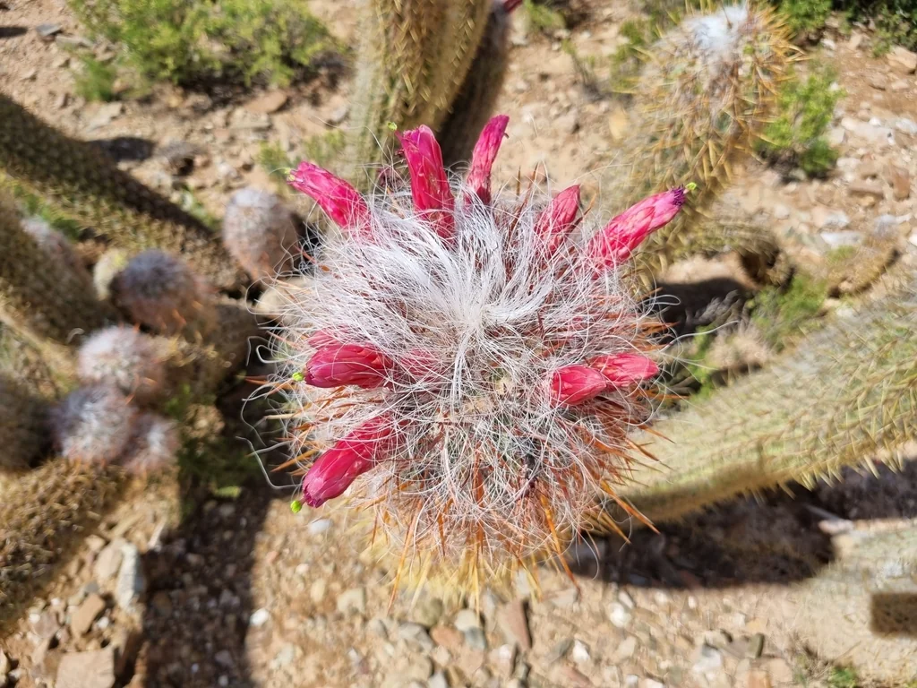 Oreocereus Celsianus