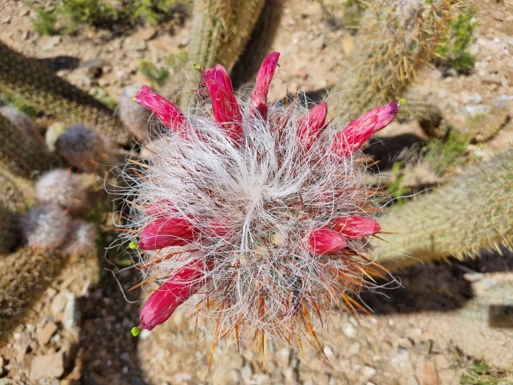 Oreocereus Celsianus