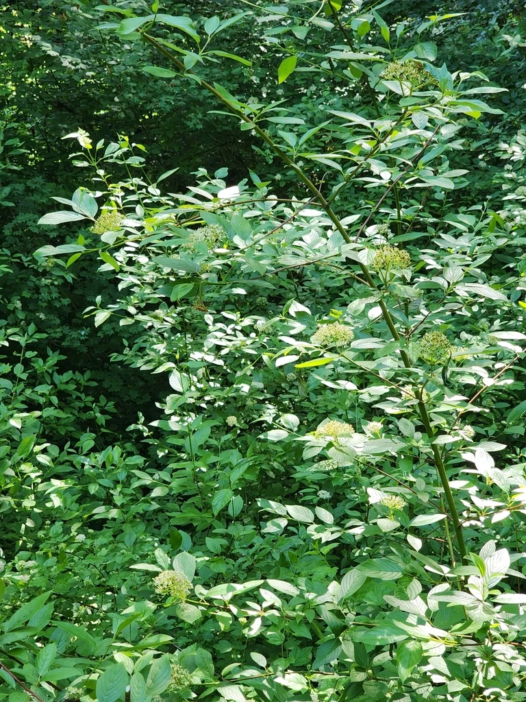 Cornus Sericea Ssp. Occidentalis
