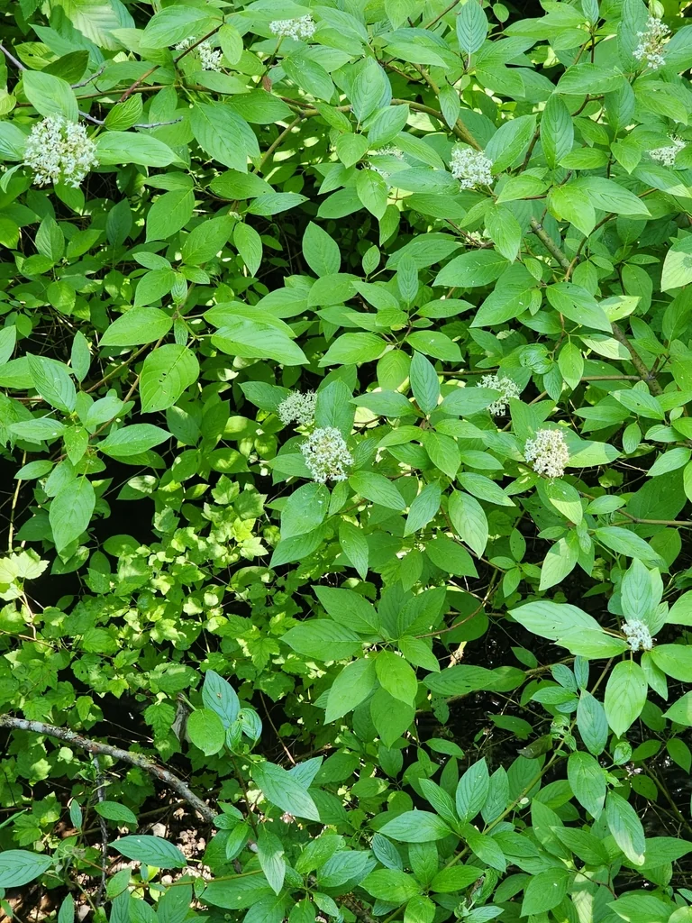 Cornus Sericea Ssp. Occidentalis