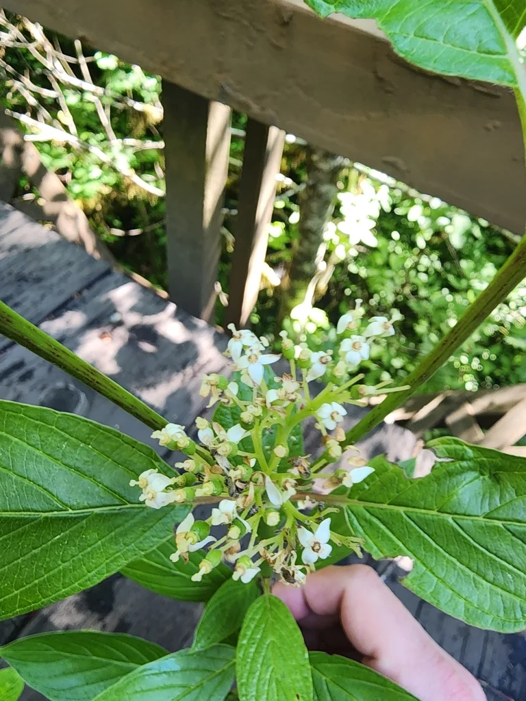 Cornus Sericea Ssp. Occidentalis