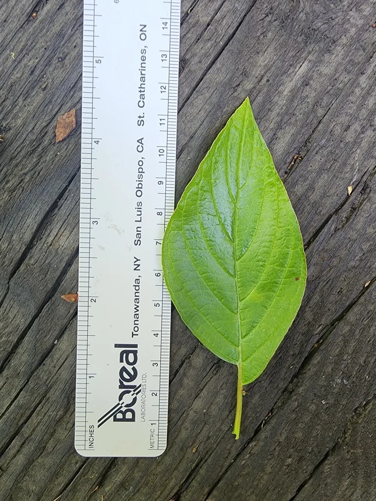 Cornus Sericea Ssp. Occidentalis