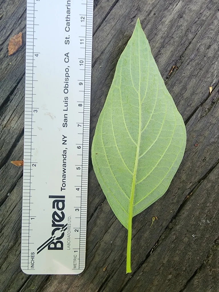 Cornus Sericea Ssp. Occidentalis
