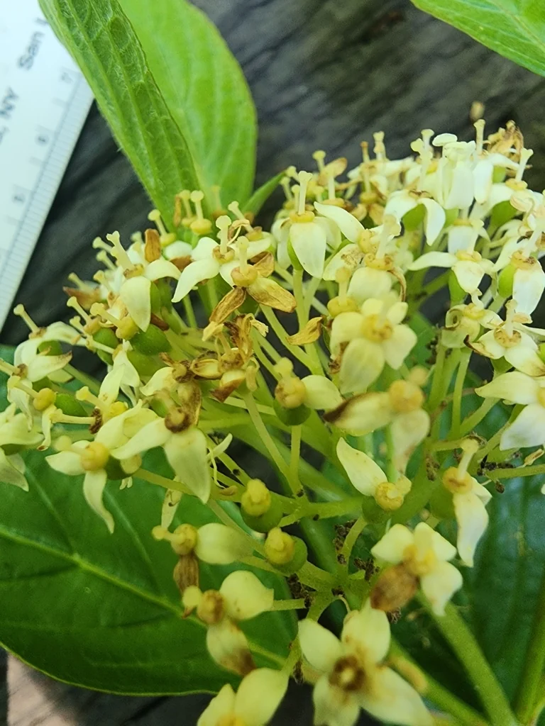 Cornus Sericea Ssp. Occidentalis
