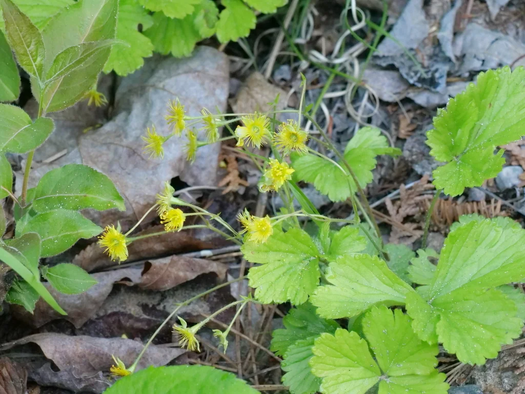 Waldsteinia Fragarioides