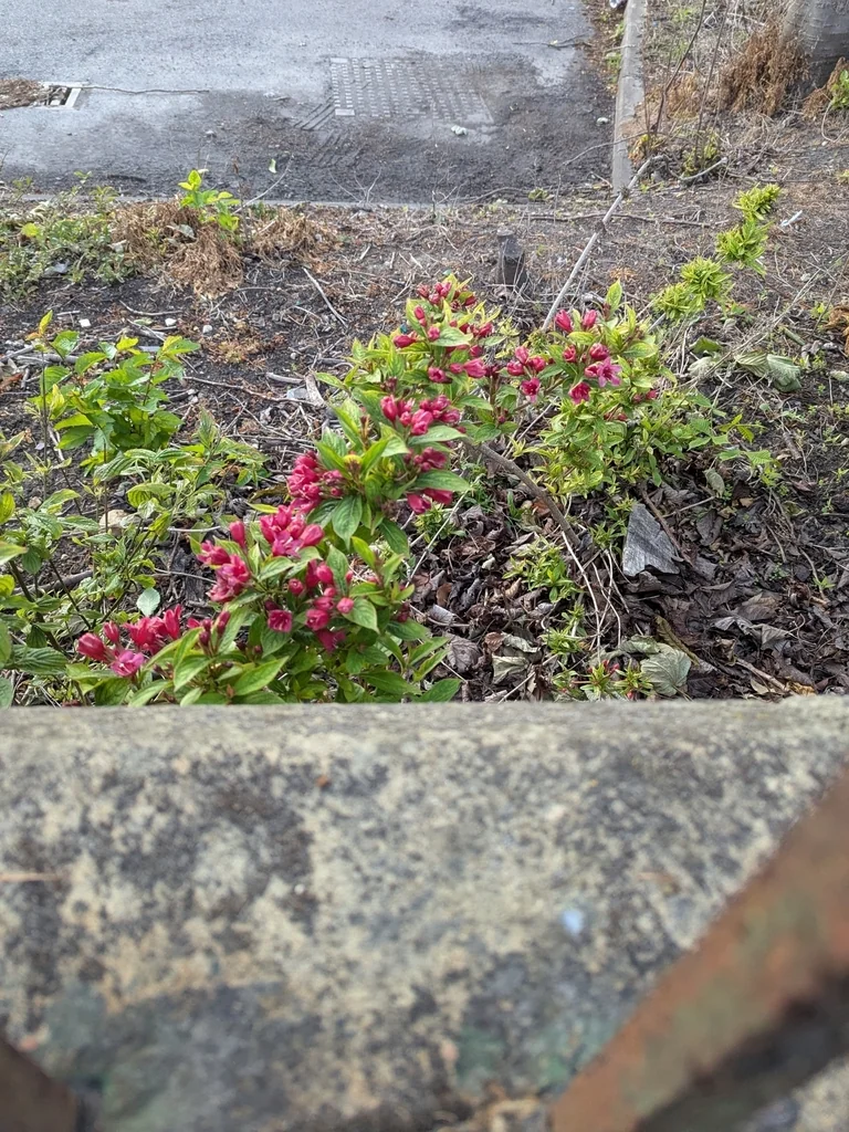 Weigela florida