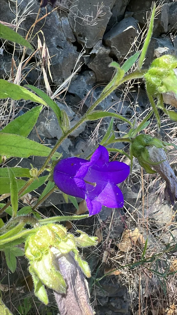 Campanula Medium