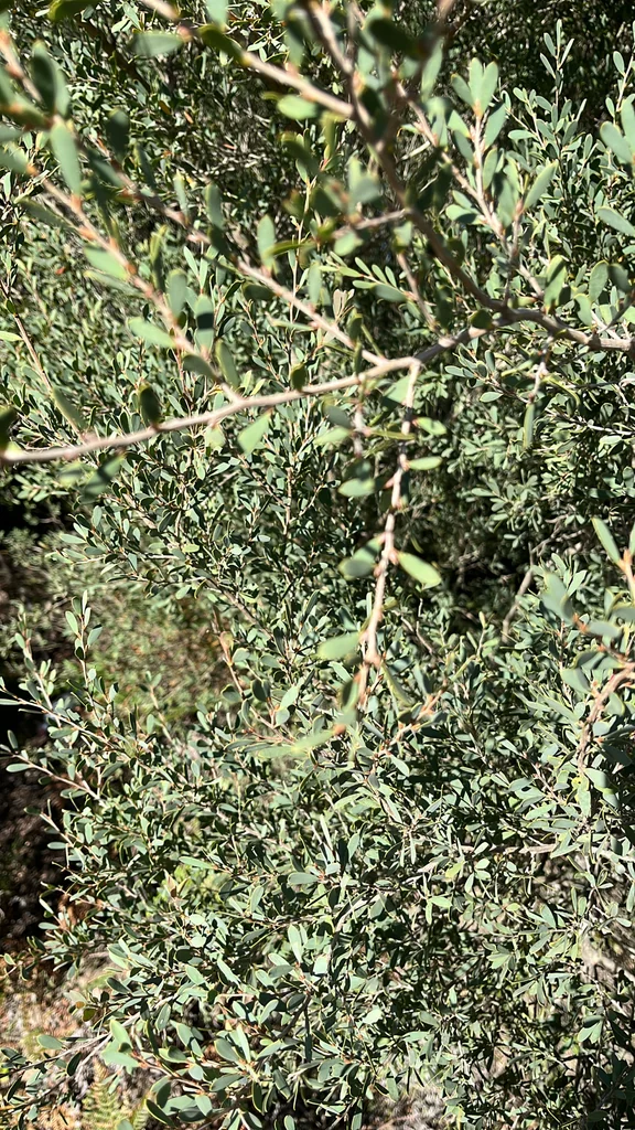 Leptospermum Laevigatum