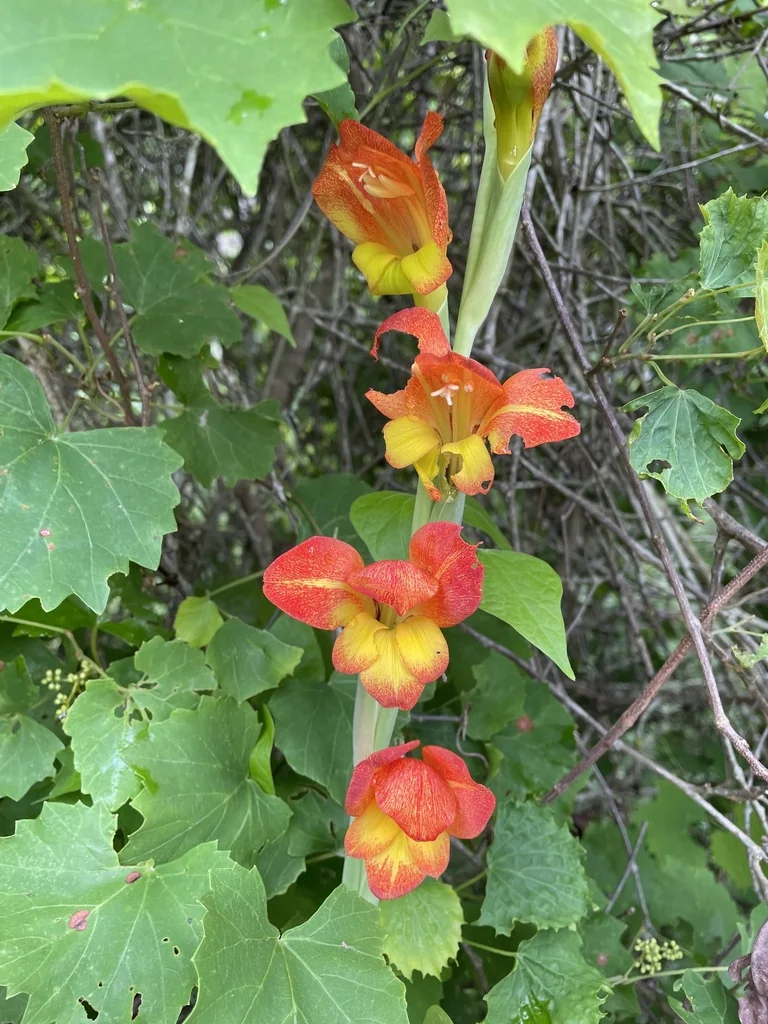 Gladiolus Dalenii