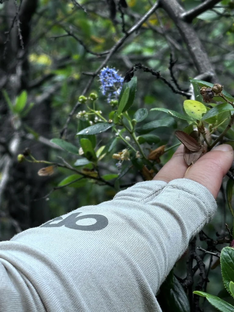 Ceanothus Oliganthus