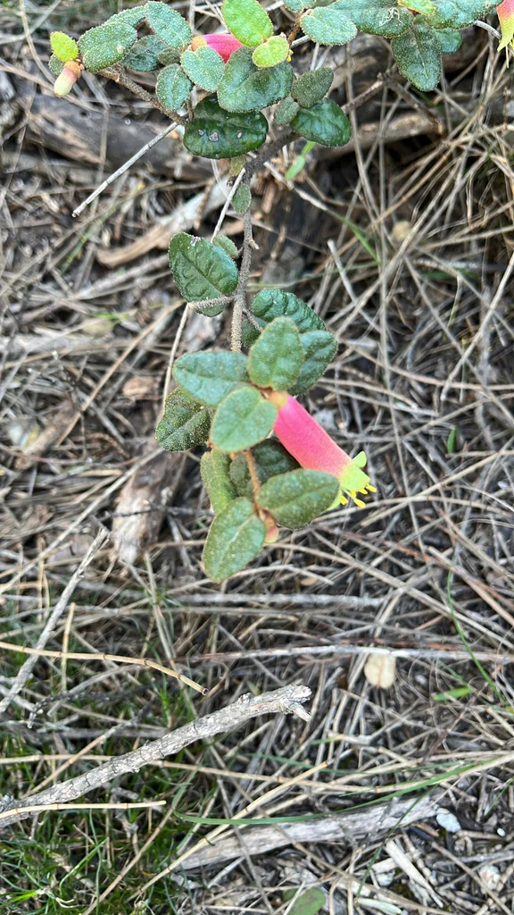 Correa Reflexa
