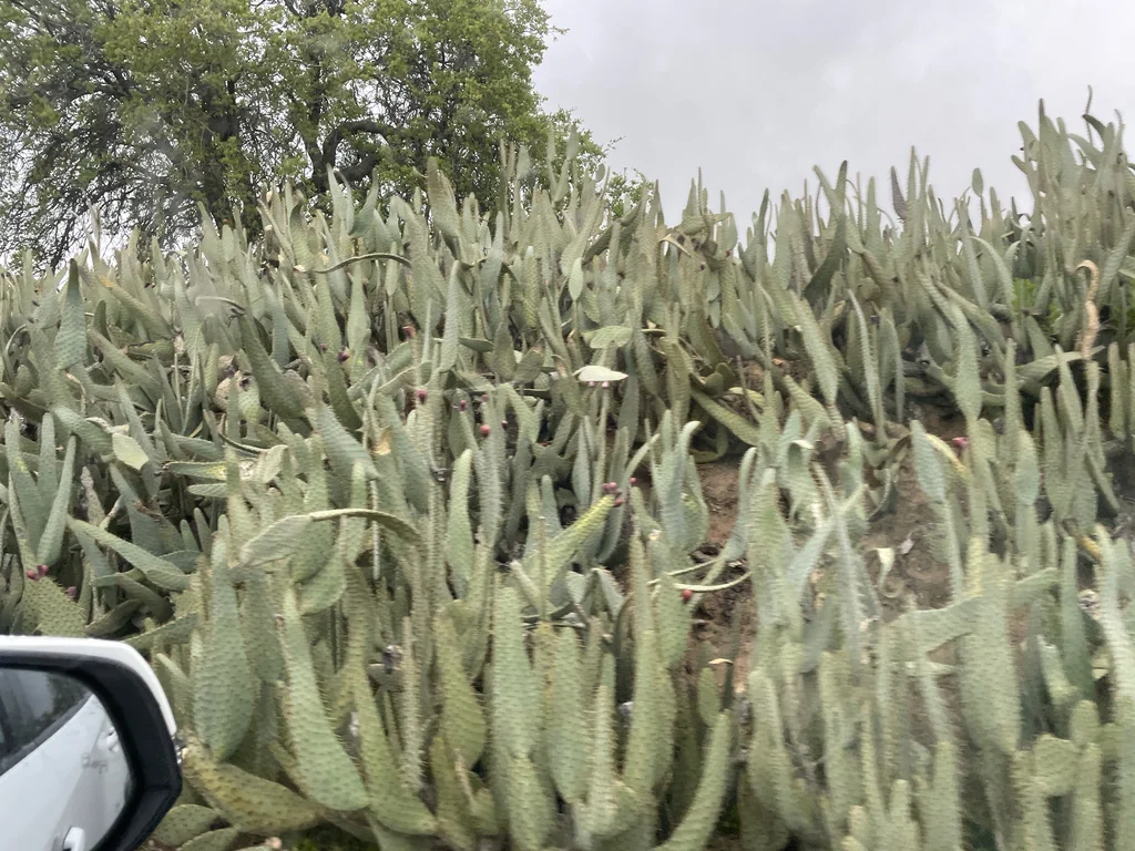 Opuntia Lindheimeri