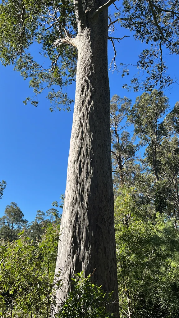 Eucalyptus Maculata