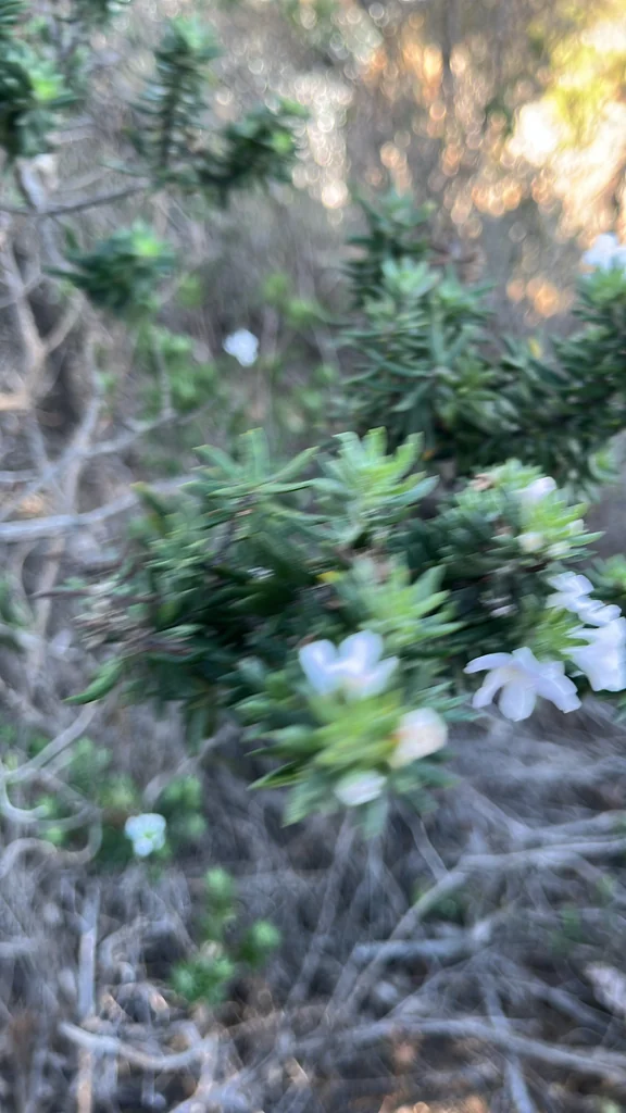 Westringia fruticosa