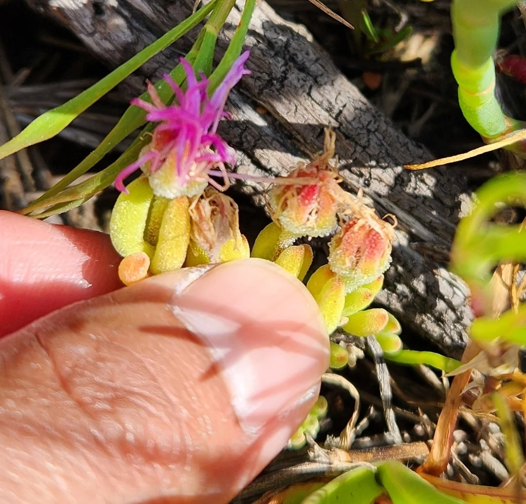 Drosanthemum Floribundum