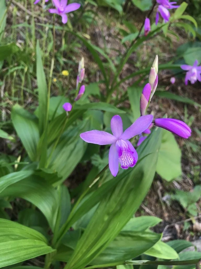 Bletilla Striata
