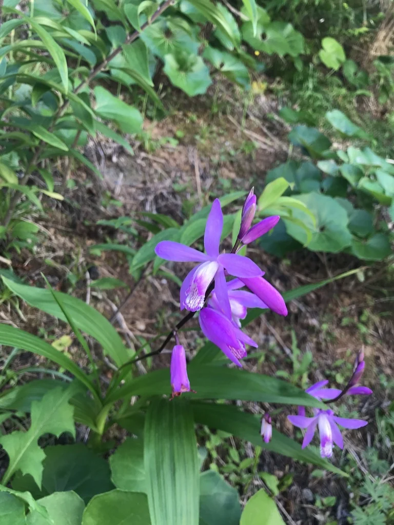 Bletilla Striata