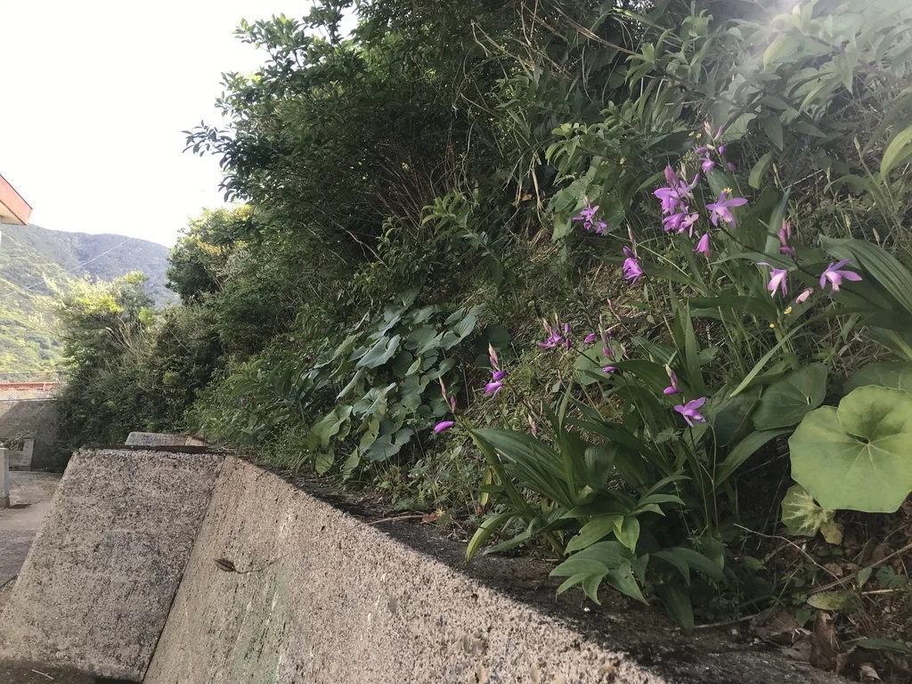Bletilla Striata