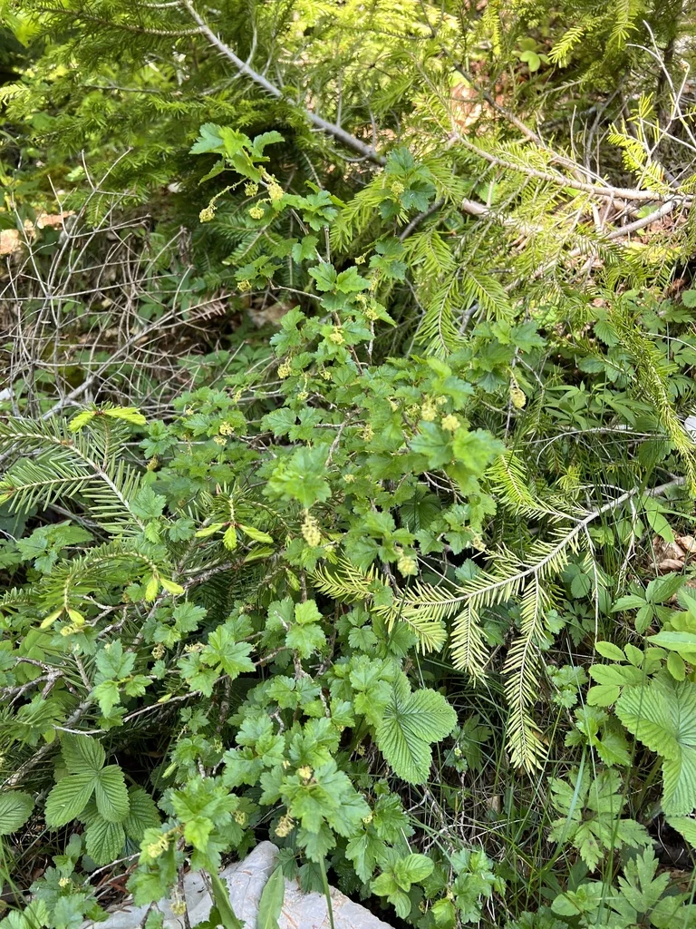 Ribes Alpinum