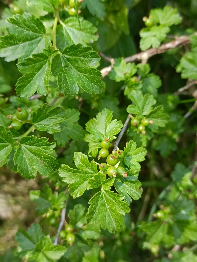 Ribes Alpinum
