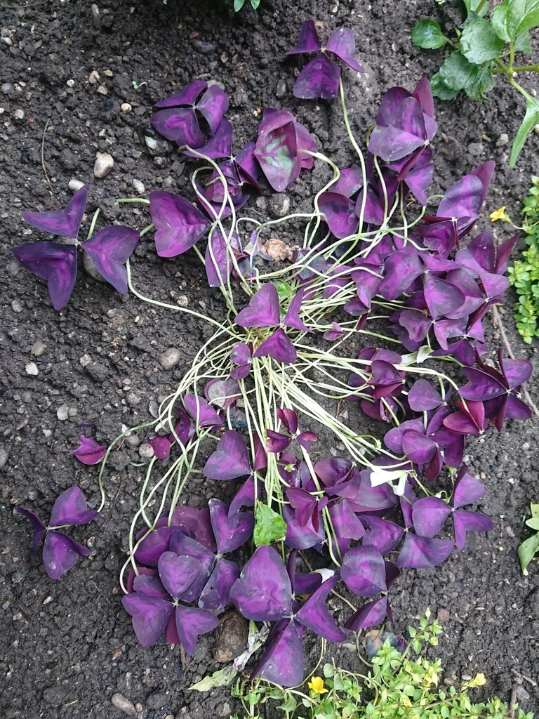 Oxalis Triangularis