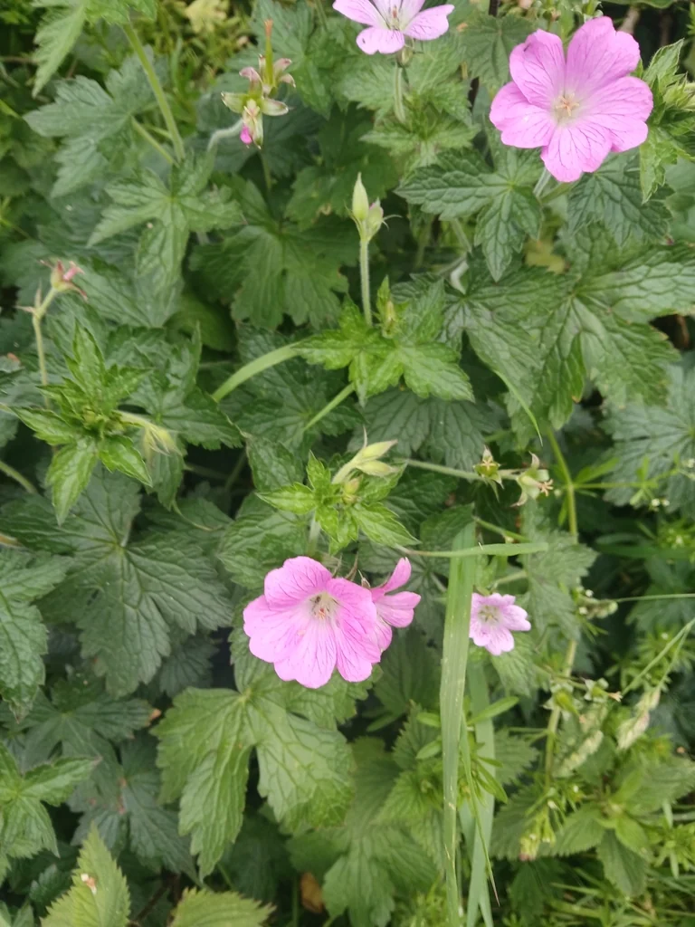 Geranium Endressii