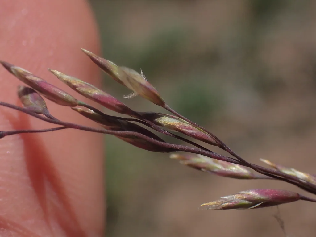 Poa Secunda