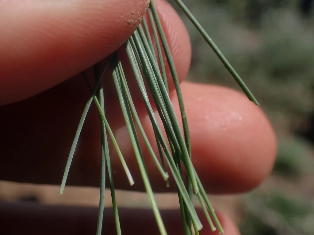Festuca Idahoensis