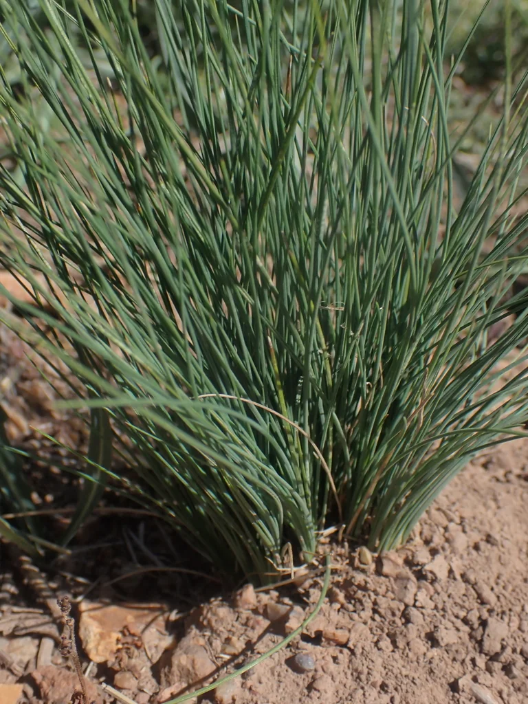 Festuca Idahoensis